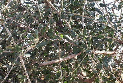 African olive African olive