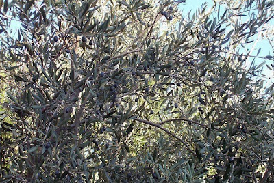African olive African olive