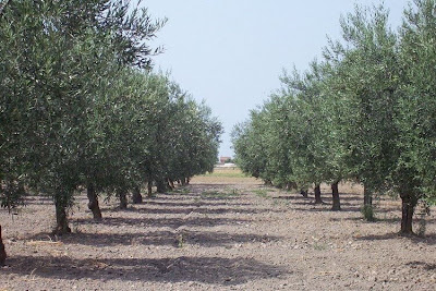African olive African olive
