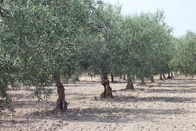 African olive African olive