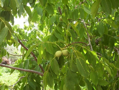 Juglans regia,
Carpathian walnut,
echte Walnu&szlig;,
English walnut,
hu tao,
Madeira walnut,
Noce comune,
nogal com&uacute;n,
nogal europeo,
nogal ingl&eacute;s,
nogueira-comum,
nogueira-europ&eacute;ia,
noyer commun,
Persian walnut,
Walnut
