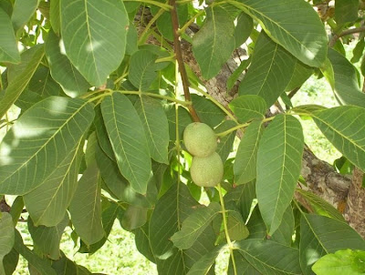 Juglans regia,
Carpathian walnut,
echte Walnu&szlig;,
English walnut,
hu tao,
Madeira walnut,
Noce comune,
nogal com&uacute;n,
nogal europeo,
nogal ingl&eacute;s,
nogueira-comum,
nogueira-europ&eacute;ia,
noyer commun,
Persian walnut,
Walnut