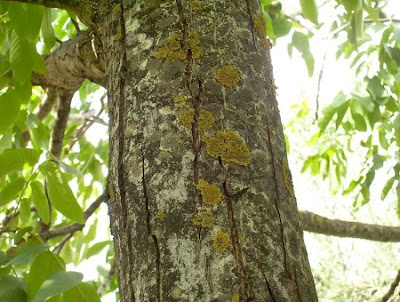 Juglans regia,
Carpathian walnut,
echte Walnu&szlig;,
English walnut,
hu tao,
Madeira walnut,
Noce comune,
nogal com&uacute;n,
nogal europeo,
nogal ingl&eacute;s,
nogueira-comum,
nogueira-europ&eacute;ia,
noyer commun,
Persian walnut,
Walnut