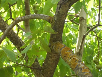Juglans regia,
Carpathian walnut,
echte Walnu&szlig;,
English walnut,
hu tao,
Madeira walnut,
Noce comune,
nogal com&uacute;n,
nogal europeo,
nogal ingl&eacute;s,
nogueira-comum,
nogueira-europ&eacute;ia,
noyer commun,
Persian walnut,
Walnut