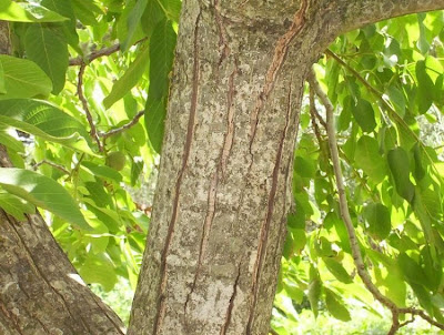 Juglans regia,
Carpathian walnut,
echte Walnu&szlig;,
English walnut,
hu tao,
Madeira walnut,
Noce comune,
nogal com&uacute;n,
nogal europeo,
nogal ingl&eacute;s,
nogueira-comum,
nogueira-europ&eacute;ia,
noyer commun,
Persian walnut,
Walnut