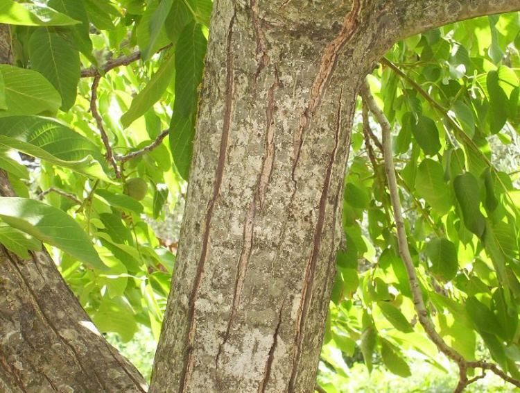 Juglans Regia