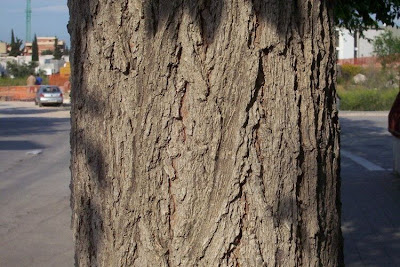 Ulmus minor,
,
European field elm,
Feldulme,
Olmo canescente,
Olmo comune,
orme champ&ecirc;tre,
ormeau,
Smooth Leaved Elm,
smoothleaf elm