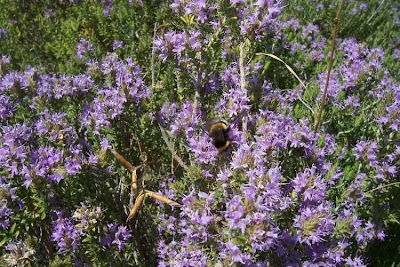 Thymus capitatus (L.) Hofmgg. et Lk.