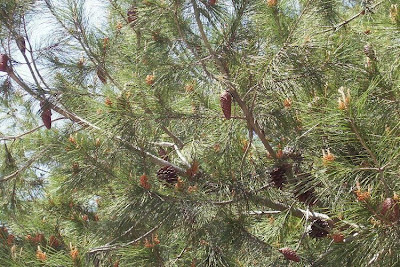 Aleppo Pine, Pinus halepensis Aleppo Pine, Pinus halepensis