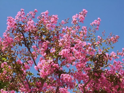 Escumilha