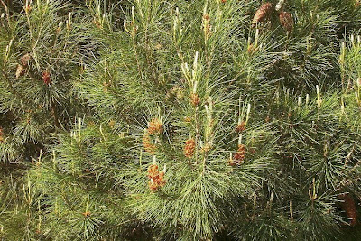 Aleppo Pine, Pinus halepensis Aleppo Pine, Pinus halepensis
