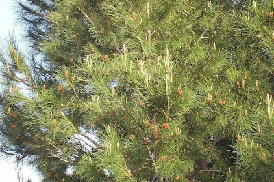 Aleppo Pine, Pinus halepensis Aleppo Pine, Pinus halepensis