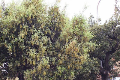 Quercus ilex,
ch&ecirc;ne vert,
Elce,
encina,
evergreen oak,
holly oak,
holm oak,
Ilici,
Leccio