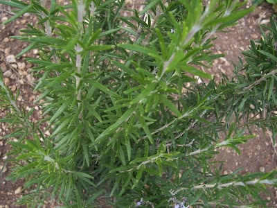 Rosmarinus officinalis L.