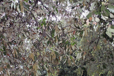 Quercus ilex,
ch&ecirc;ne vert,
Elce,
encina,
evergreen oak,
holly oak,
holm oak,
Ilici,
Leccio