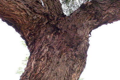 Schinus molle L.