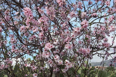Almond Almond