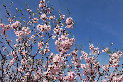 Almond Almond