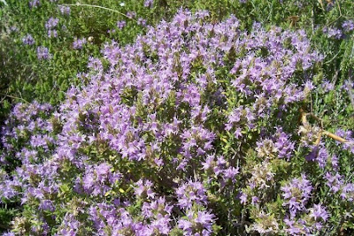 Thymus capitatus (L.) Hofmgg. et Lk.