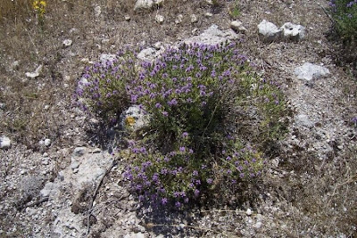 Thymus capitatus (L.) Hofmgg. et Lk.