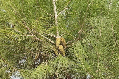Aleppo Pine, Pinus halepensis Aleppo Pine, Pinus halepensis