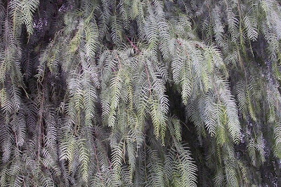 Schinus molle L.