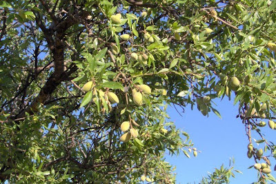 Almond Almond