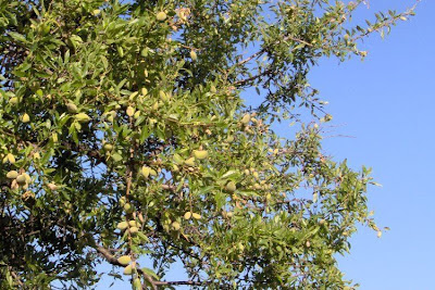 Almond Almond