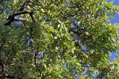 Almond Almond