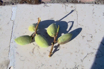 Almond Almond