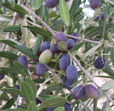 African olive African olive