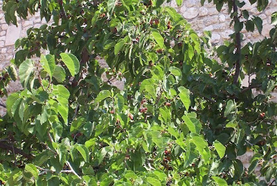 Common Mulberry Common Mulberry