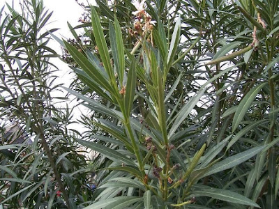 Rosebay