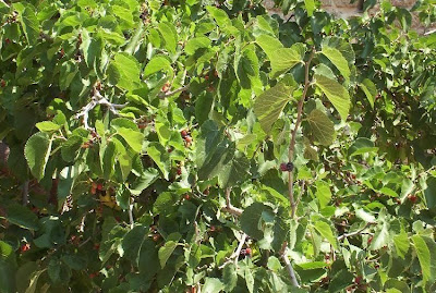 Common Mulberry Common Mulberry
