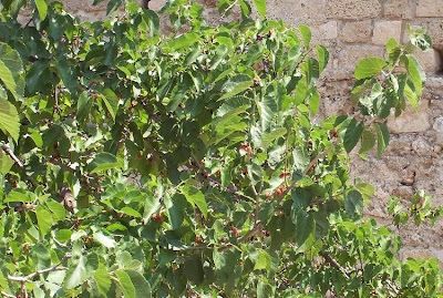 Common Mulberry Common Mulberry