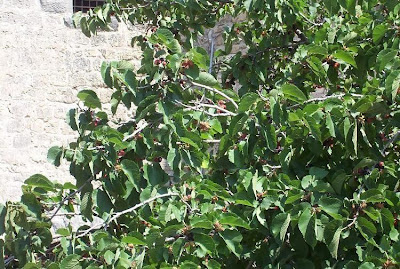 Common Mulberry Common Mulberry