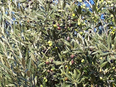 African olive African olive