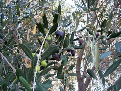 African olive African olive