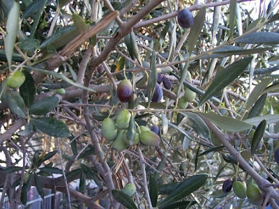 African olive African olive