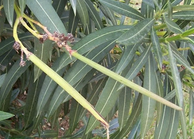 Rosebay