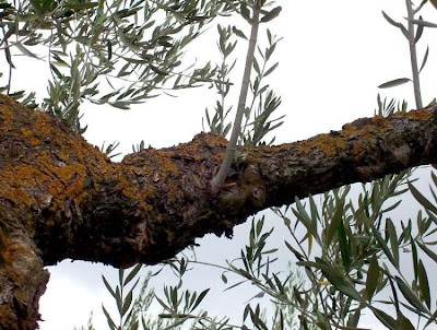 African olive African olive