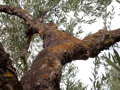 African olive African olive