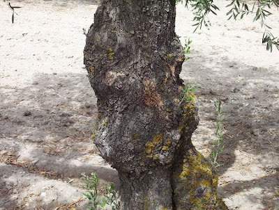 African olive African olive