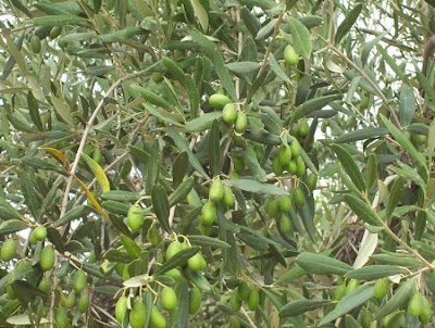African olive African olive
