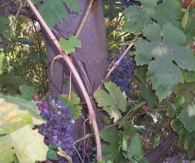 Echter Weinstock