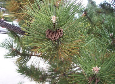 Corsican pine Corsican pine
