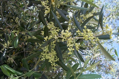 Olive Olive