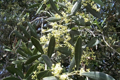 Olive Olive