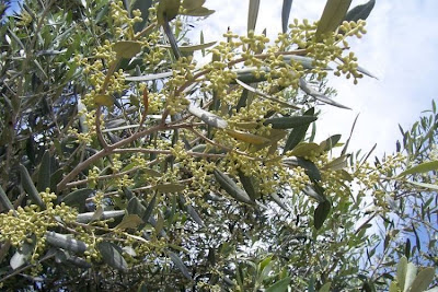 Olive Olive
