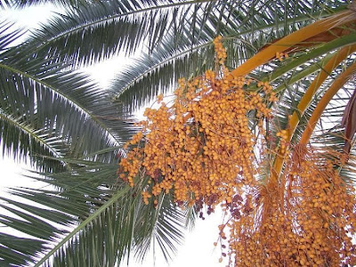 Canary Palm Canary Palm